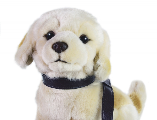 Golden Retriever stehend mit Leine...falsche bilder